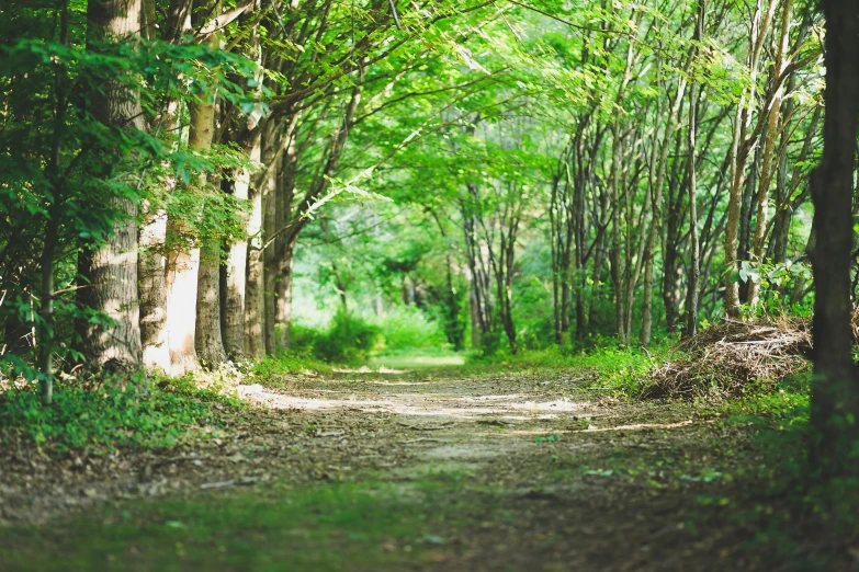 a dirt road in the middle of a forest, by Maksimilijan Vanka, unsplash, visual art, lush green, well shaded, sangyeob park, historical photo