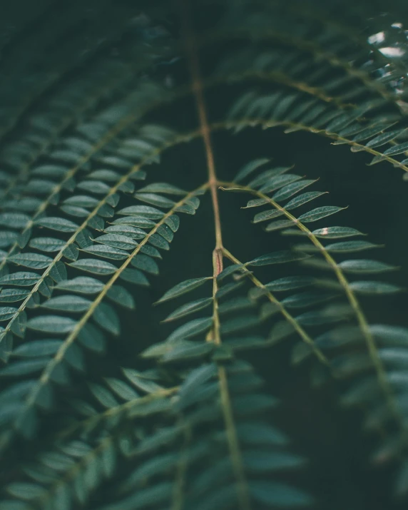 a close up view of a fern leaf, inspired by Elsa Bleda, trending on pexels, album cover, multiple stories, lo-fi, low quality photo