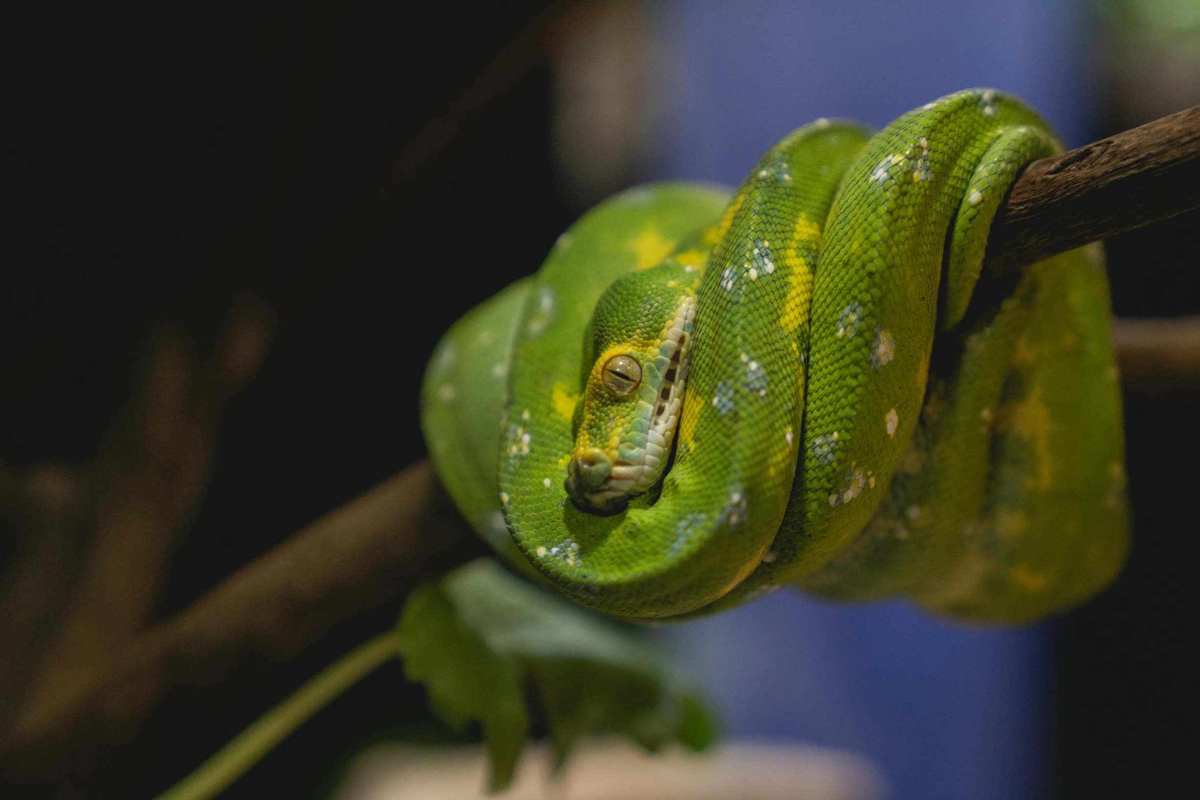 a green snake sitting on top of a tree branch, a portrait, trending on pexels, shed iridescent snakeskin, avatar image, python, museum quality photo