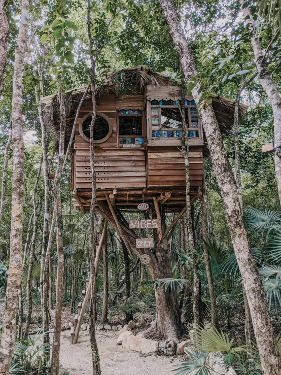 a tree house in the middle of a forest, mangrove swamp, 2 5 yo, fan favorite, front side full