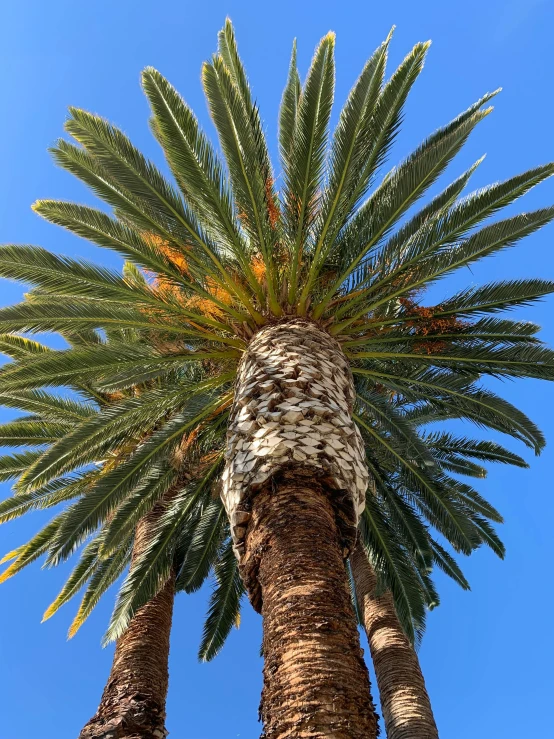 a couple of palm trees standing next to each other, profile image, up-close
