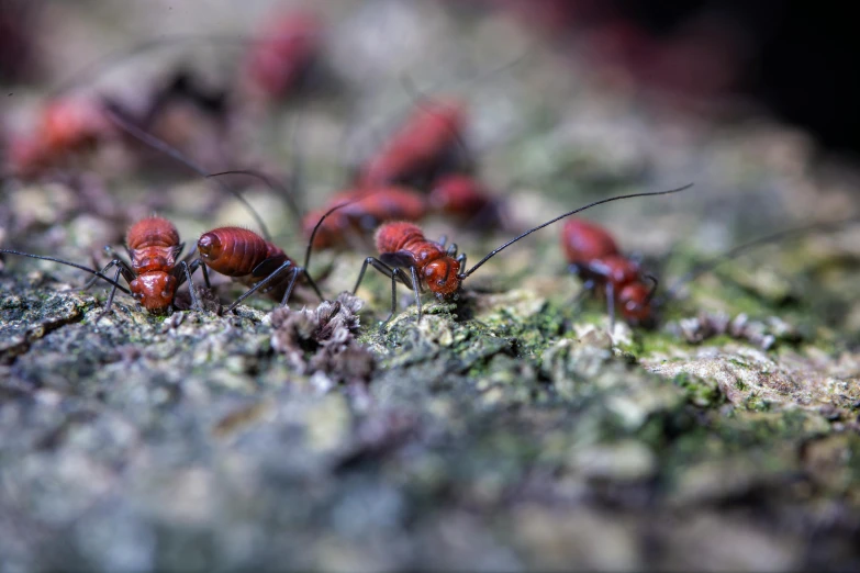 a group of red ants crawling on a rock, a macro photograph, pexels contest winner, photorealism, cockroach, 🦩🪐🐞👩🏻🦳, a wooden, spriggans