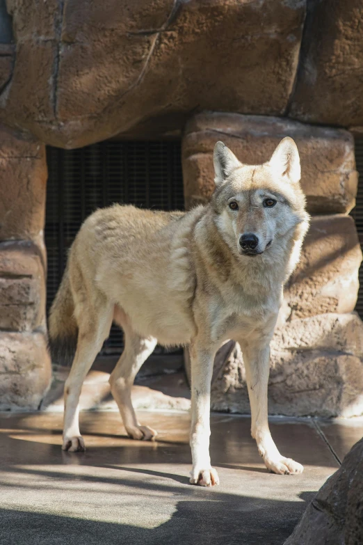 a wolf standing in front of a stone wall, animal kingdom, a dingo mascot, looking towards camera, shady