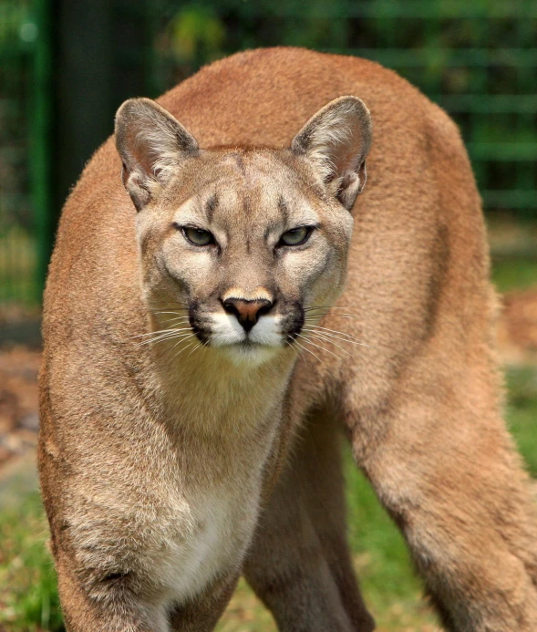 a large cat walking across a lush green field, a portrait, by Dan Luvisi, pexels contest winner, cougar, male emaciated, fierce expression 4k, museum quality photo