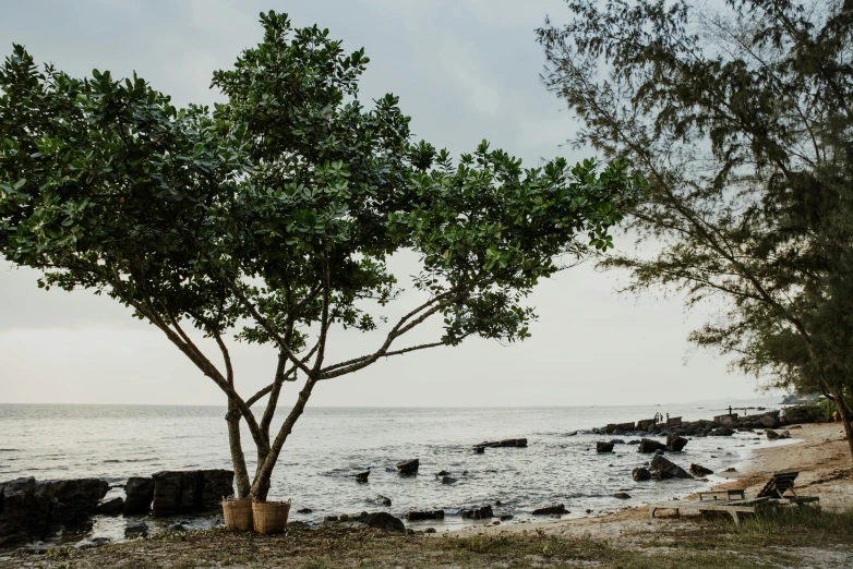 a tree sitting on top of a beach next to a body of water, environmental art, large potted plant, phuoc quan, group photo, slight overcast lighting