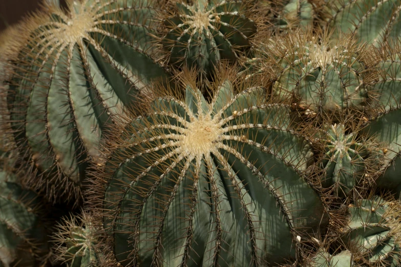 a close up of a bunch of cactus plants, by David Simpson, award winning nature photograph, 3 4 5 3 1, grey, brown