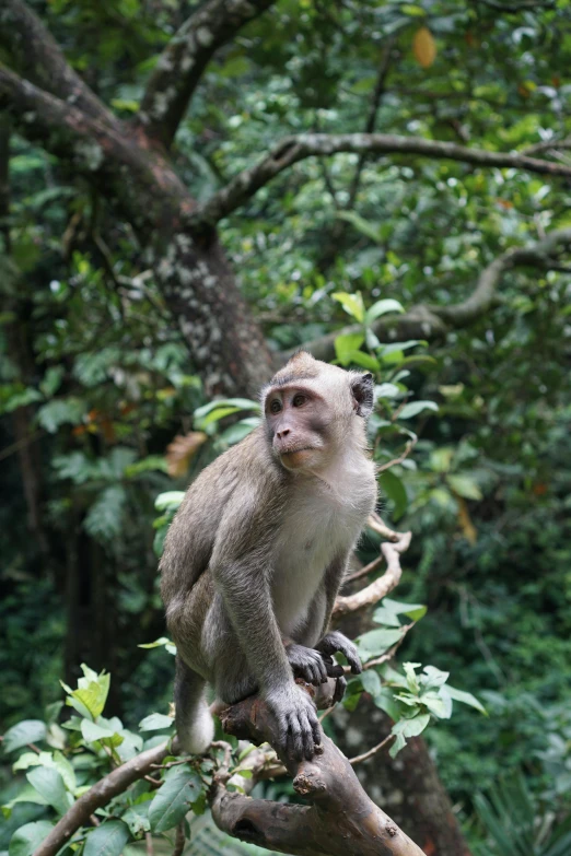 a monkey sitting on top of a tree branch, placed in a lush forest, looking serious, on a pedestal, up-close