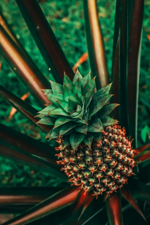 a pineapple sitting on top of a green plant, by Adam Marczyński, unsplash contest winner, tropical forest, lush foliage cyberpunk, green and brown color palette, high angle close up shot