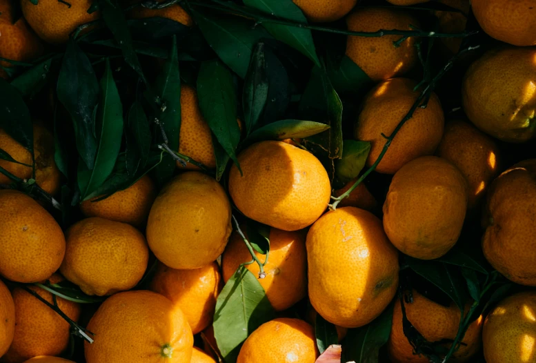 a bunch of oranges sitting on top of each other, by Carey Morris, trending on pexels, vibrant foliage, thumbnail, high quality photo, directional sunlight skewed shot