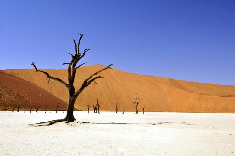 a dead tree in the middle of a desert, by Peter Churcher, pexels contest winner, acacia trees, victorian arcs of sand, red ocher, group of seven