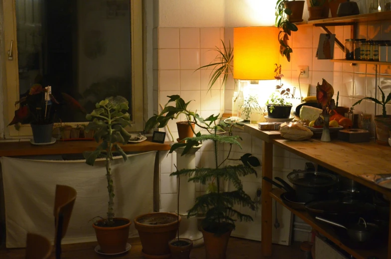 a kitchen filled with lots of potted plants, a still life, inspired by Elsa Bleda, unsplash, night light, apartment of an art student, studio orange, lush plants and bonsai trees