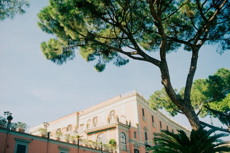 a building with a tree in front of it, inspired by Carlo Randanini, unsplash contest winner, photo of penelope cruz, wes anderson film, acacia trees, at the terrace