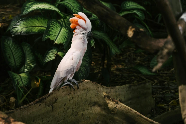 a white bird sitting on top of a tree stump, pexels contest winner, in a jungle environment, in shades of peach, parrot on head, melbourne