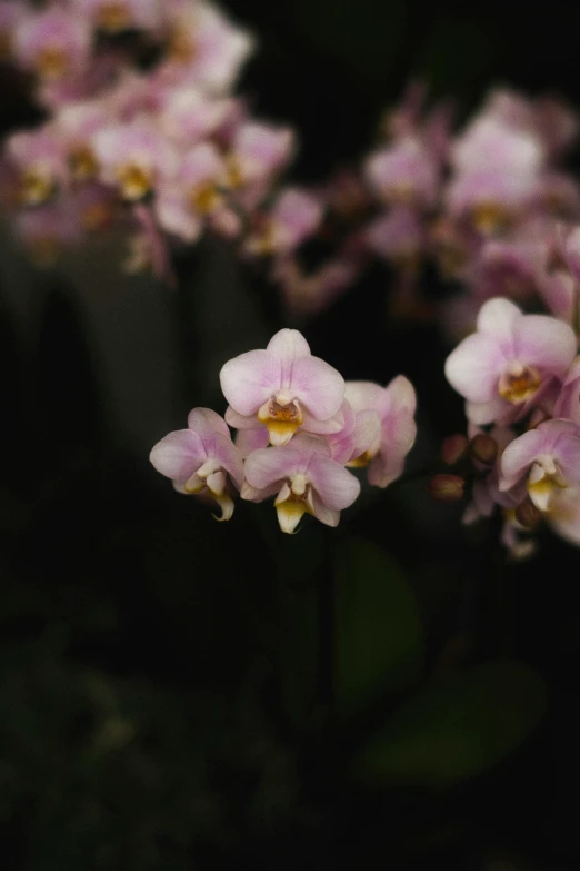 a group of pink flowers sitting on top of a green plant, at night, moth orchids, jen atkin, short dof