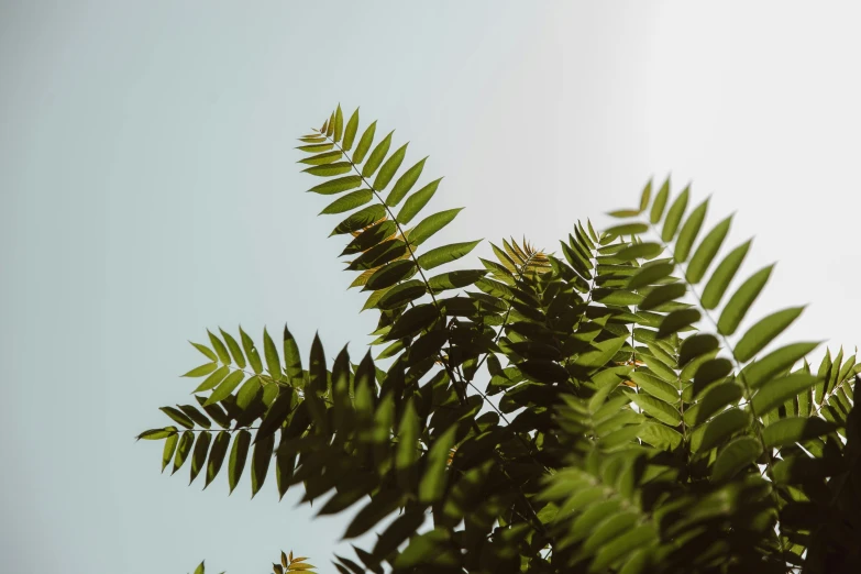 a bird sitting on top of a lush green tree, trending on pexels, hurufiyya, seen from below, fern, cloudless sky, angled shot