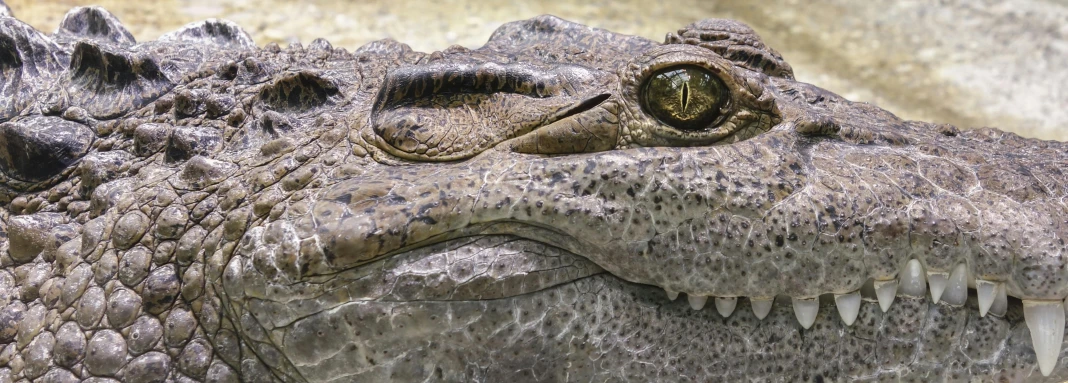 a close up of a crocodile's head with its mouth open, pixabay, photorealism, 🦩🪐🐞👩🏻🦳, preserved museum piece, closeup 4k, australian