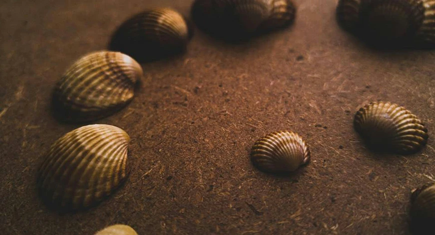 a group of shells sitting on top of a table, a macro photograph, unsplash, renaissance, brown colours, illustration”, ground - level medium shot, grain”