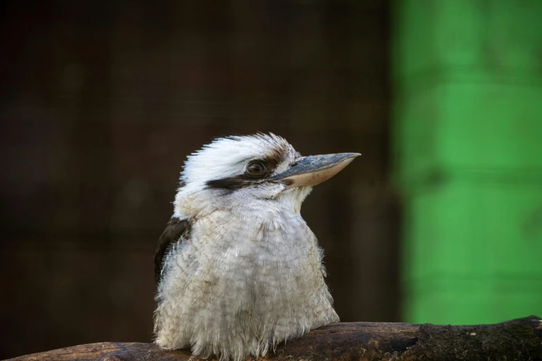 a small bird sitting on top of a tree branch, a portrait, pexels contest winner, hurufiyya, platypus, museum quality photo, white, 🦩🪐🐞👩🏻🦳