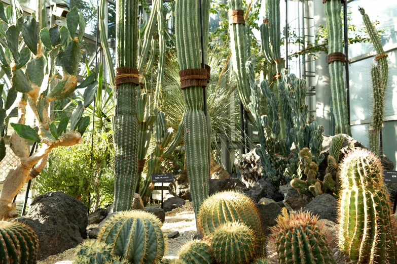 a group of cactus plants in a greenhouse, by Philip de Koninck, maximalism, giant towering pillars, museum photo, けもの, fan favorite