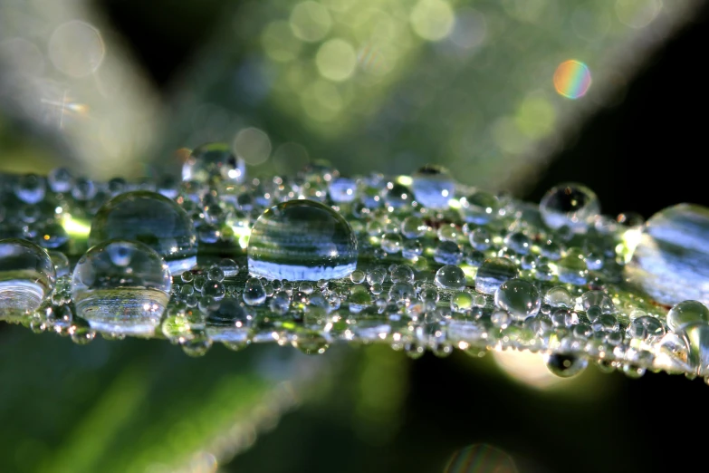 a close up of water droplets on a leaf, a macro photograph, unsplash, refracted sparkles, marijuana leaves ) wet, wet grass, paul barson