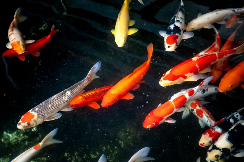 a group of koi fish swimming in a pond, by Carey Morris, trending on unsplash, hurufiyya, fan favorite, multi chromatic, frank moth, 2000s photo