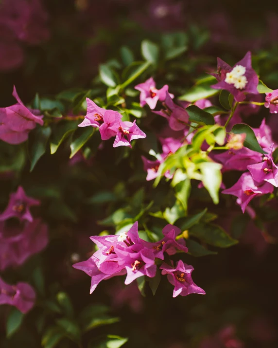 a bunch of purple flowers with green leaves, a colorized photo, trending on unsplash, happening, bougainvillea, slightly smirking, bells, slightly pixelated