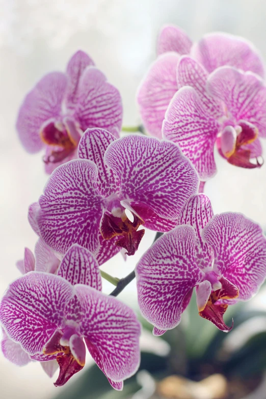 a vase filled with purple flowers on top of a table, moth orchids, award - winning crisp details ”, in bloom greenhouse, highly polished