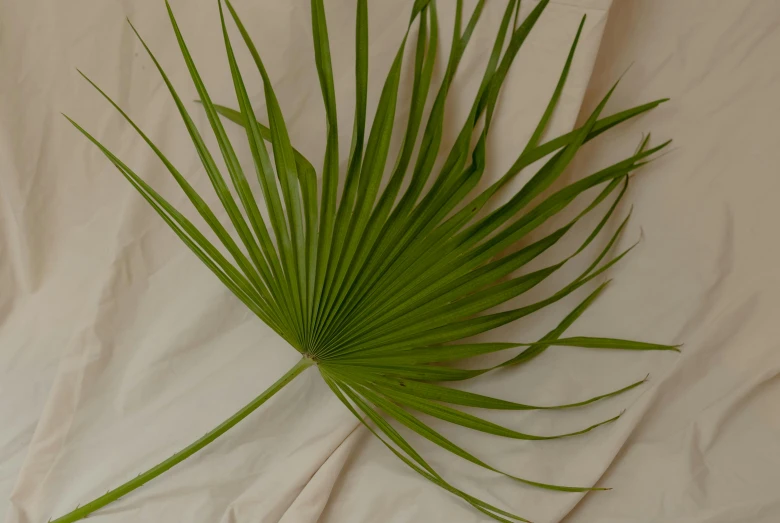 a green palm leaf laying on top of a white sheet, by Helen Stevenson, hurufiyya, light tan, houseplants, awarding winning, papyrus