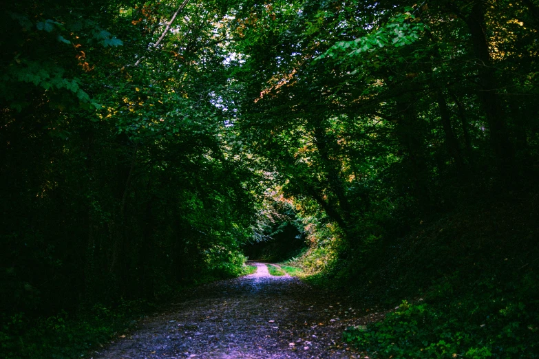 a dirt road in the middle of a forest, an album cover, inspired by Elsa Bleda, pexels contest winner, renaissance, lush green, tunnel, 2 5 6 x 2 5 6 pixels, hollow