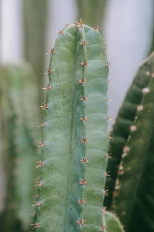 a close up of a green cactus plant, a macro photograph, inspired by Elsa Bleda, trending on pexels, made of cactus spines, brown, eucalyptus, large tall