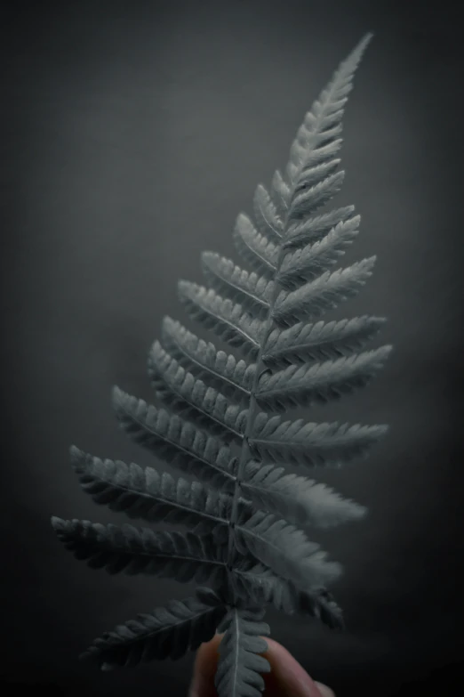 a person holding a fern leaf in their hand, a black and white photo, inspired by Robert Mapplethorpe, art photography, tooth wu : : quixel megascans, dark grey, pastel', tall