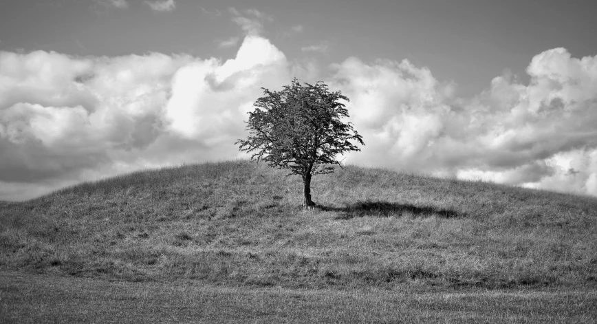 a black and white photo of a lone tree on a hill, inspired by Patrick Nasmyth, fine art print, blue sky, july 2 0 1 1, no cropping