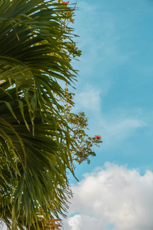 a close up of a palm tree with a blue sky in the background, unsplash, sumatraism, flowers in foreground, big sky, shot from roofline, today\'s featured photograph 4k