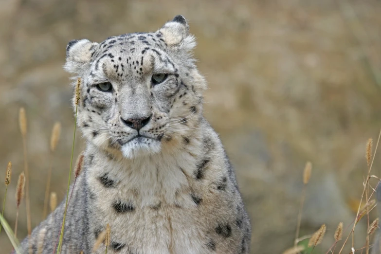 a close up of a snow leopard in a field, pexels contest winner, white, nepal, confident smirk, portrait of a small