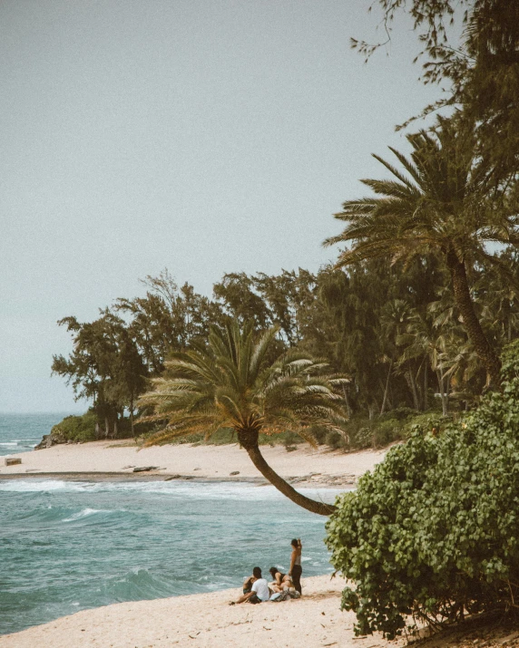 a couple of people sitting on top of a sandy beach, a palm tree, lush trees, hawaii beach, flatlay