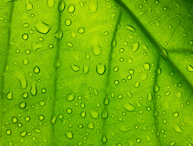 a green leaf with water droplets on it, by Jan Rustem, detailed information, highly_detailded, under rain, hyperdetailled