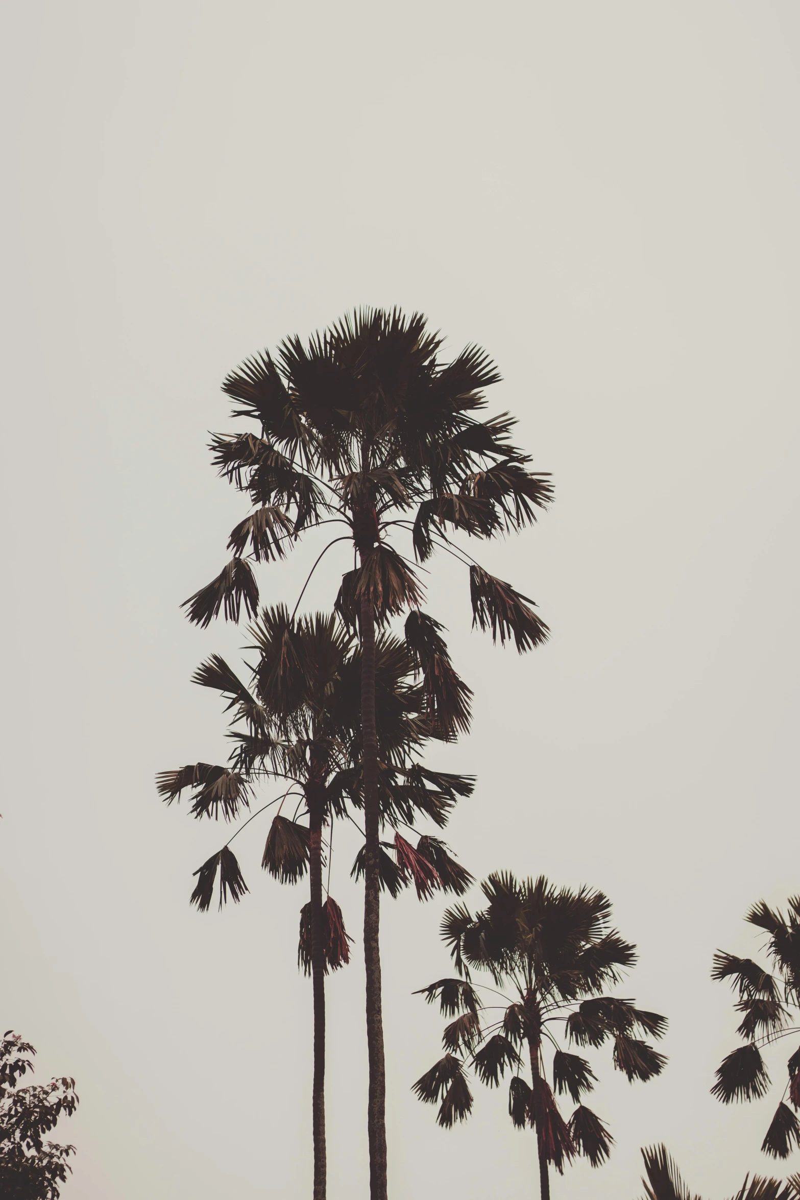 a couple of palm trees sitting on top of a lush green field, by Pablo Rey, postminimalism, gray sky, low quality photo, los angeles ca, brown