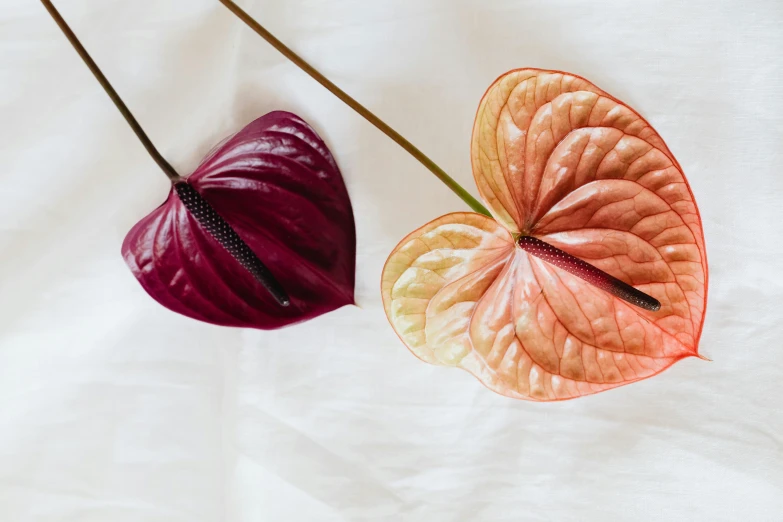 a couple of flowers sitting on top of a bed, a still life, trending on unsplash, hurufiyya, big leaves, pink and orange, puce and vermillion, on a white table