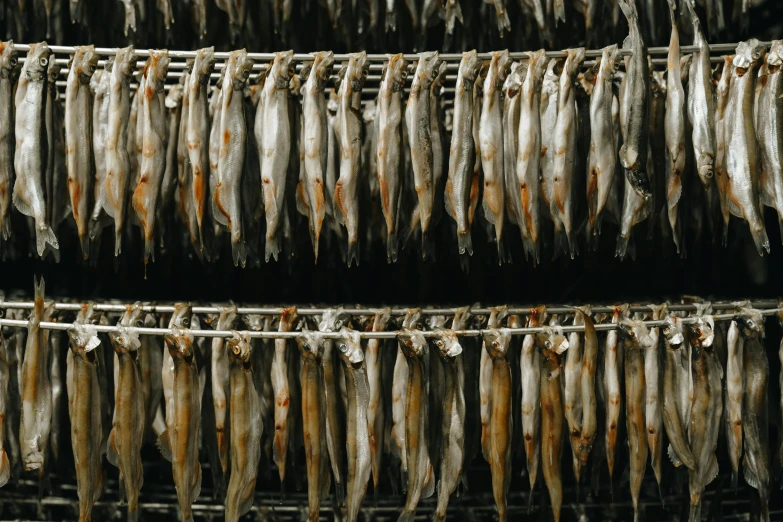 a bunch of dried fish hanging on a line, a digital rendering, by Amalia Lindegren, unsplash, meat factory, smoked layered, rows of razor sharp teeth, nordic