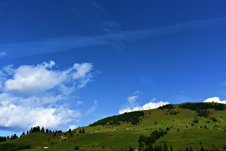 a herd of cattle standing on top of a lush green hillside, by Jan Rustem, pexels contest winner, renaissance, cloudless blue sky, cypresses, screensaver, blue sky with a few clouds