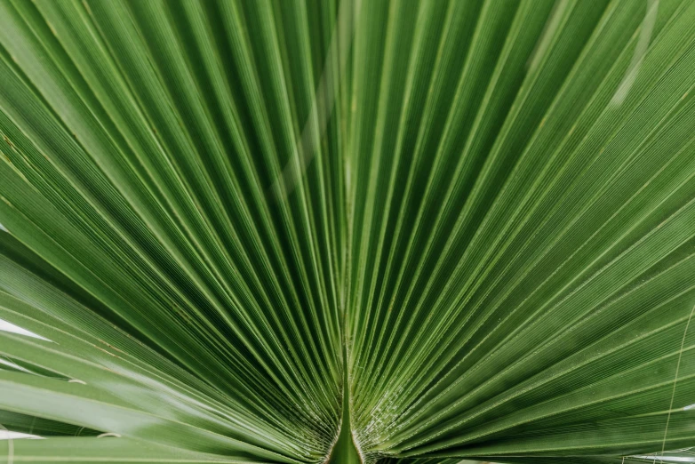 a close up of a green palm leaf, trending on unsplash, hurufiyya, fan favorite, 4 k detail, light tan, panels
