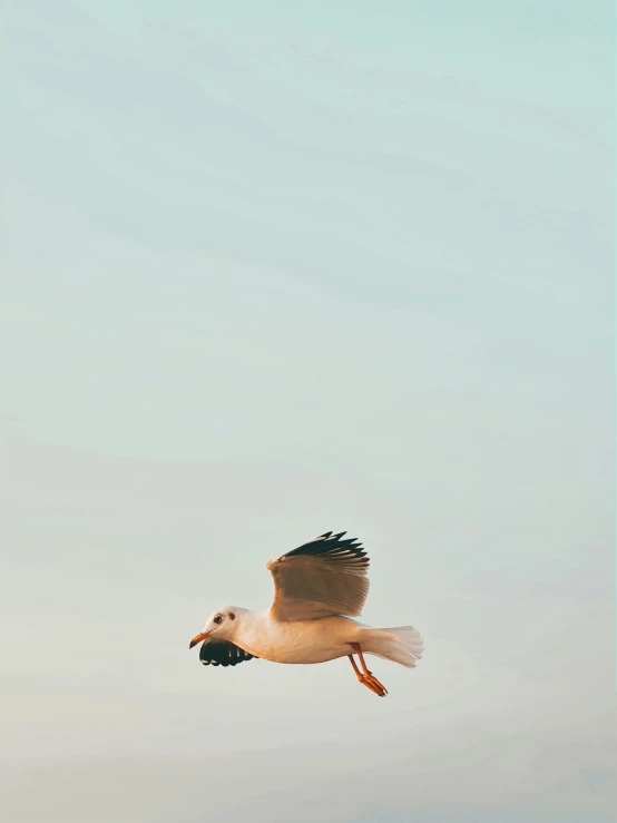 a bird that is flying in the sky, unsplash contest winner, minimalism, still from a wes anderson film, vsco, 🚿🗝📝, running freely