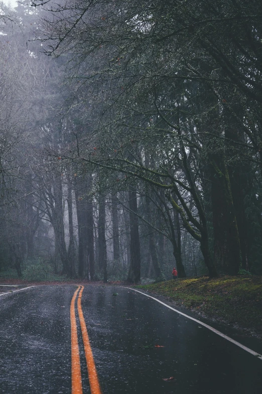 an empty road in the middle of a forest, unsplash contest winner, rainy streets in the background, redwoods, grey, it\'s raining