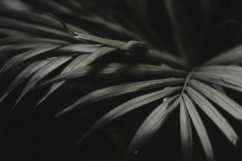 a black and white photo of a plant, inspired by Elsa Bleda, unsplash, hurufiyya, palm skin, dark and beige atmosphere, green foliage, close-up product photo