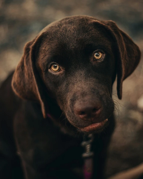 a close up of a dog on a leash, dark brown eyes, instagram post, muted browns, labrador