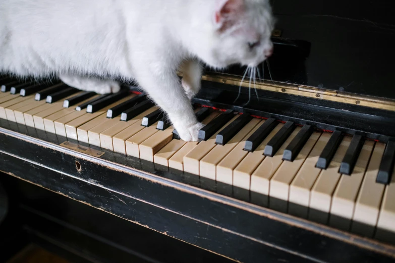 a white cat standing on top of a piano keyboard, unsplash, dressed in a worn, playing, ignant, instrument