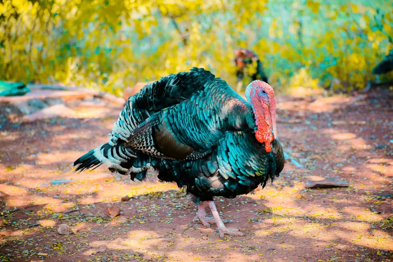 a large turkey standing on top of a dirt field, pexels contest winner, hurufiyya, 💋 💄 👠 👗, vibrant foliage, blue, “ iron bark