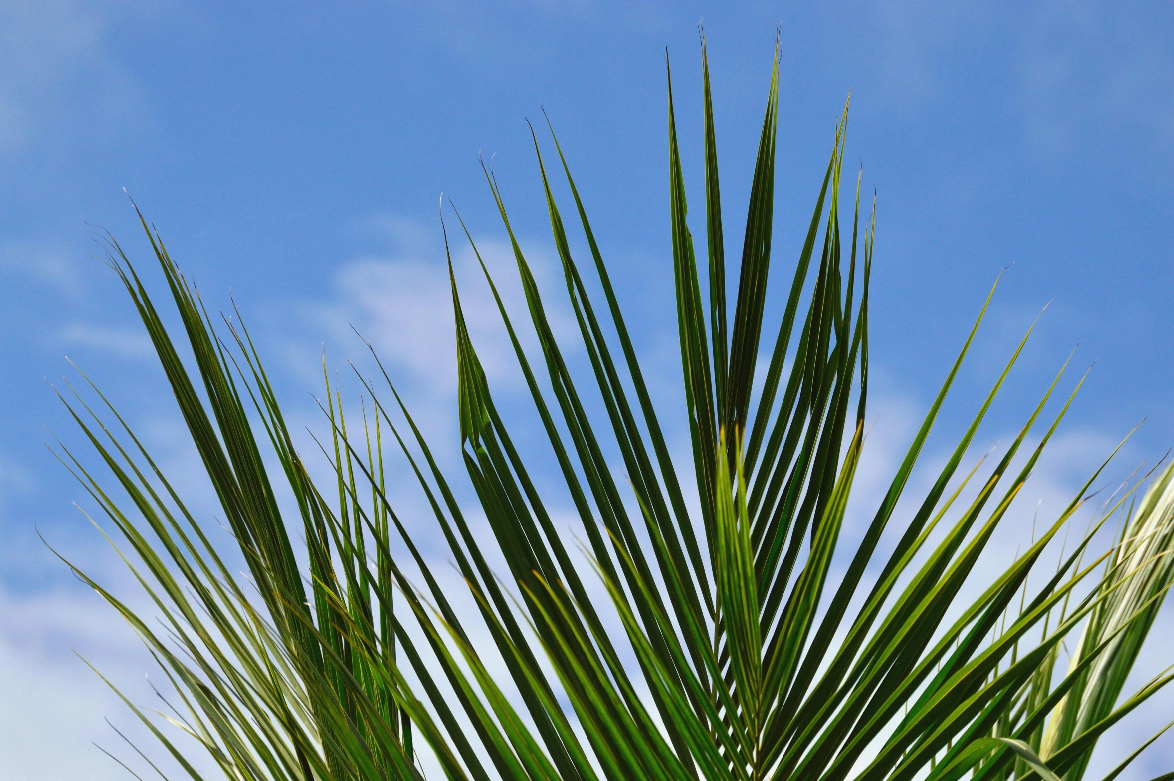 a close up of a palm tree with a blue sky in the background, by Rachel Reckitt, pexels, hurufiyya, flax, sustainable materials, leaves in foreground, canopee