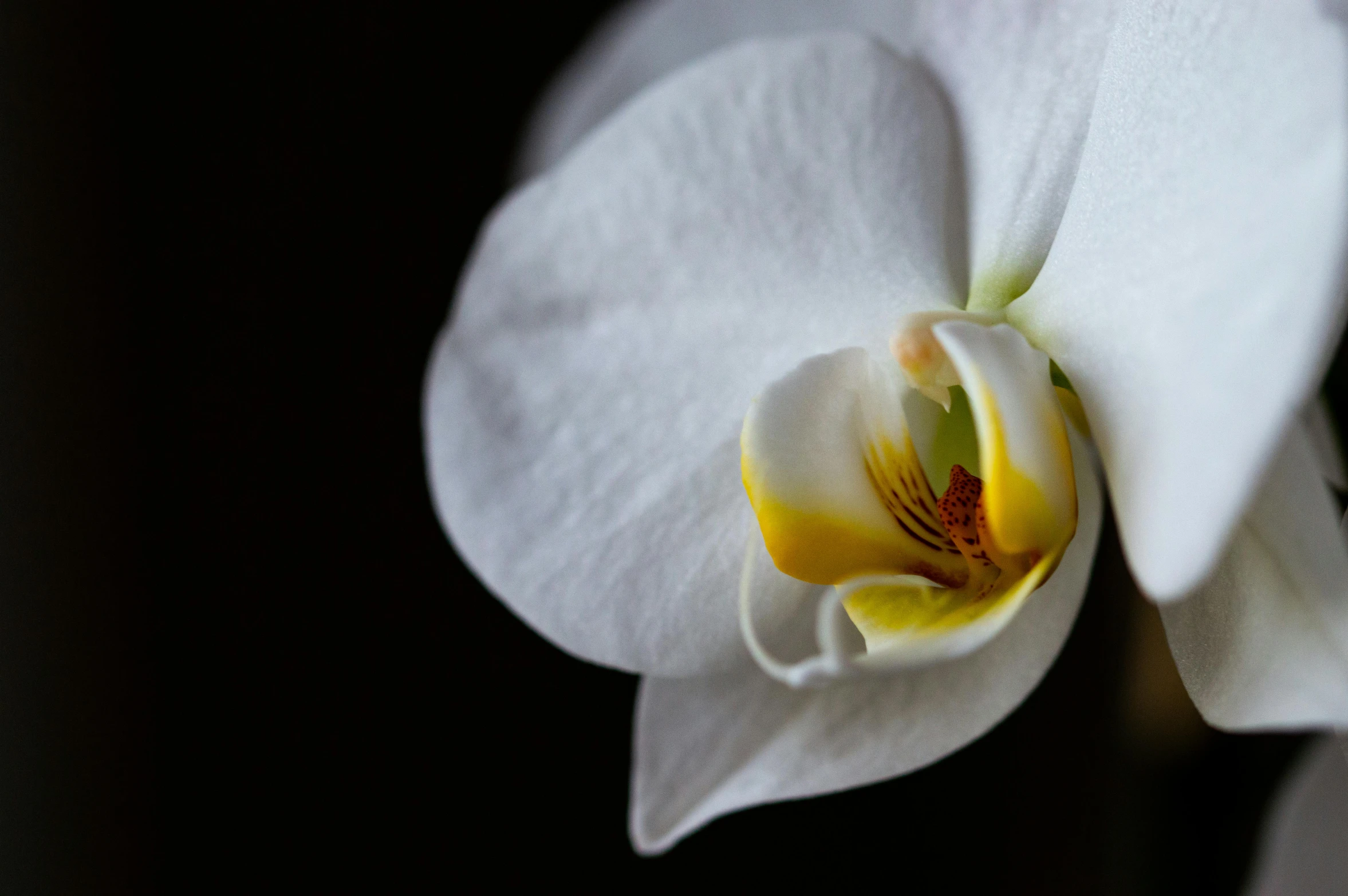 a close up of a white flower with a yellow center, a portrait, inspired by Robert Mapplethorpe, unsplash, photorealism, orchid, studio medium format photograph, white and black, portrait of a small