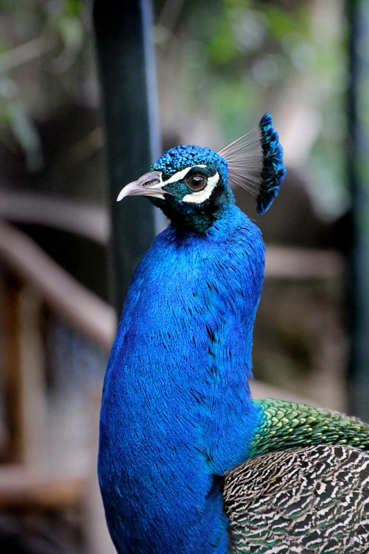 a blue peacock sitting on top of a rock, in the zoo exhibit, wearing crown of bright feathers, bird poo on head, looking across the shoulder